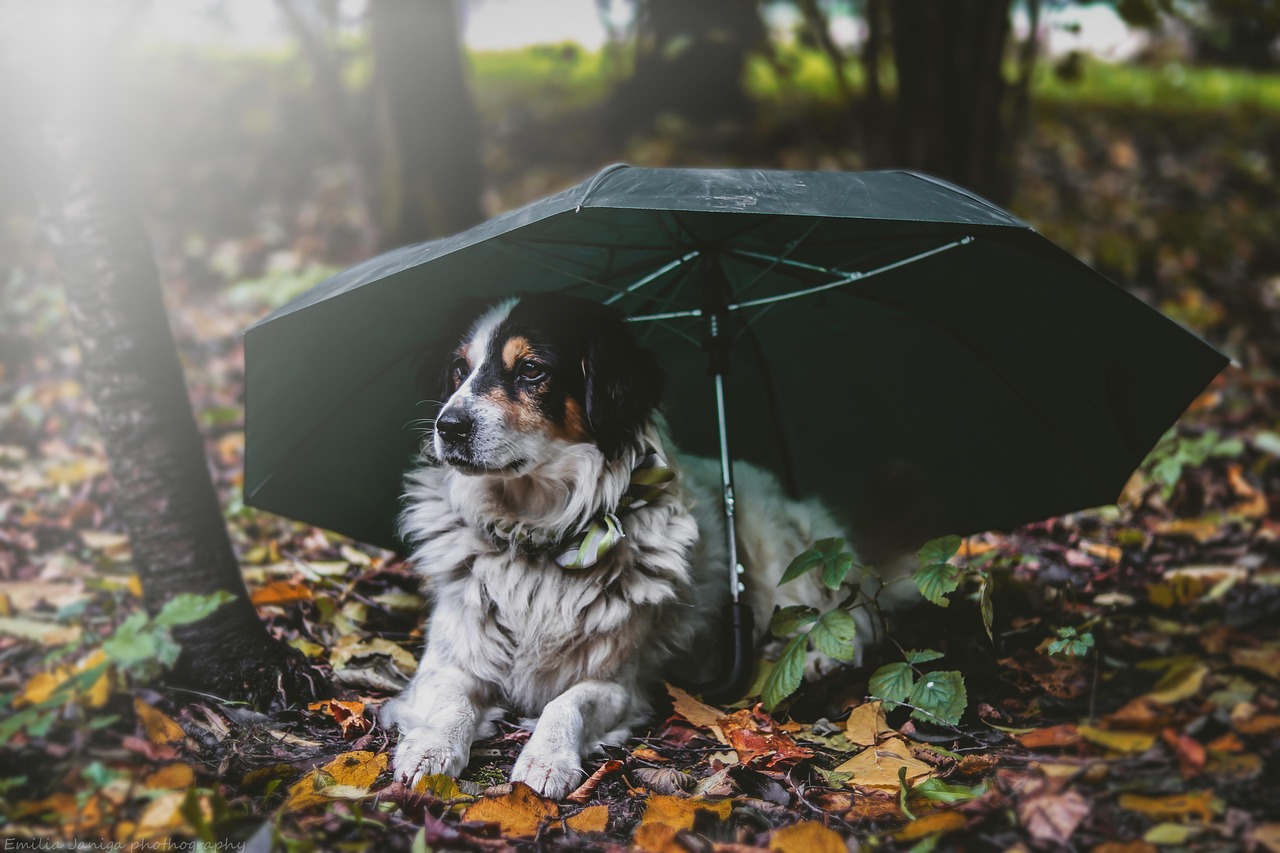 dog, pet, canine, animal, lying, fur, snout, outdoors, umbrella, mammal, dog portrait, nature, animal world